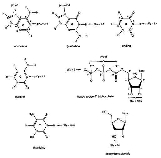 Химическая структура нуклеотидов